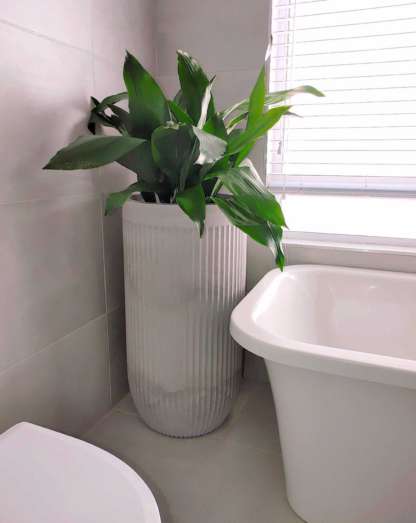 Cast Iron plant (aspidistra elatior), planted in a large tall flute planter in an elegant bathroom setting. Pot colour- burnt cement.