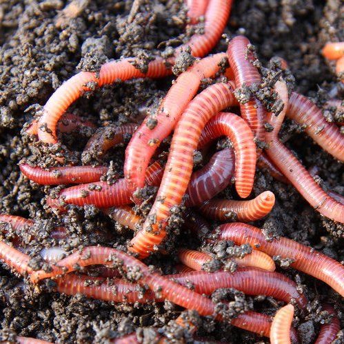Red Wiggler Worms (Eisenia foetida) – 1000 - GARDENING.co.za